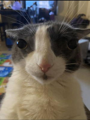 Zkilled's Profile Photo