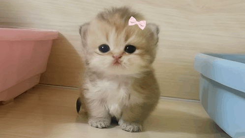 Acentrals's Cover Photo