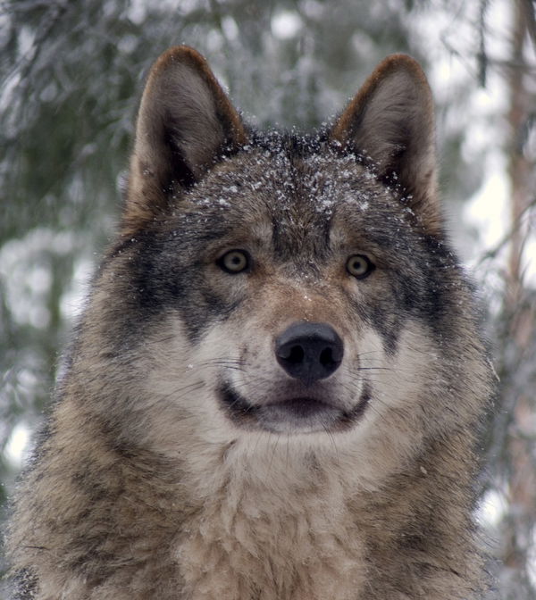 DeepTide, 35 years old from United States