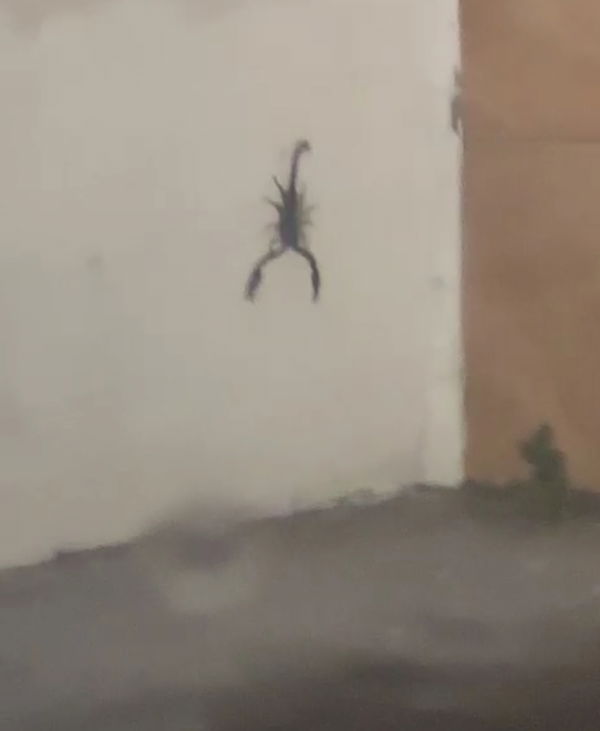 gmiejaZz, 25 years old from Brunei