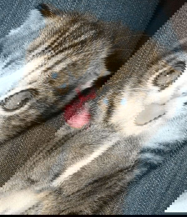 chilldude0011, 18 years old from Bosnia Herzegovina