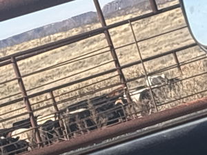 atchleywill2's Profile Photo