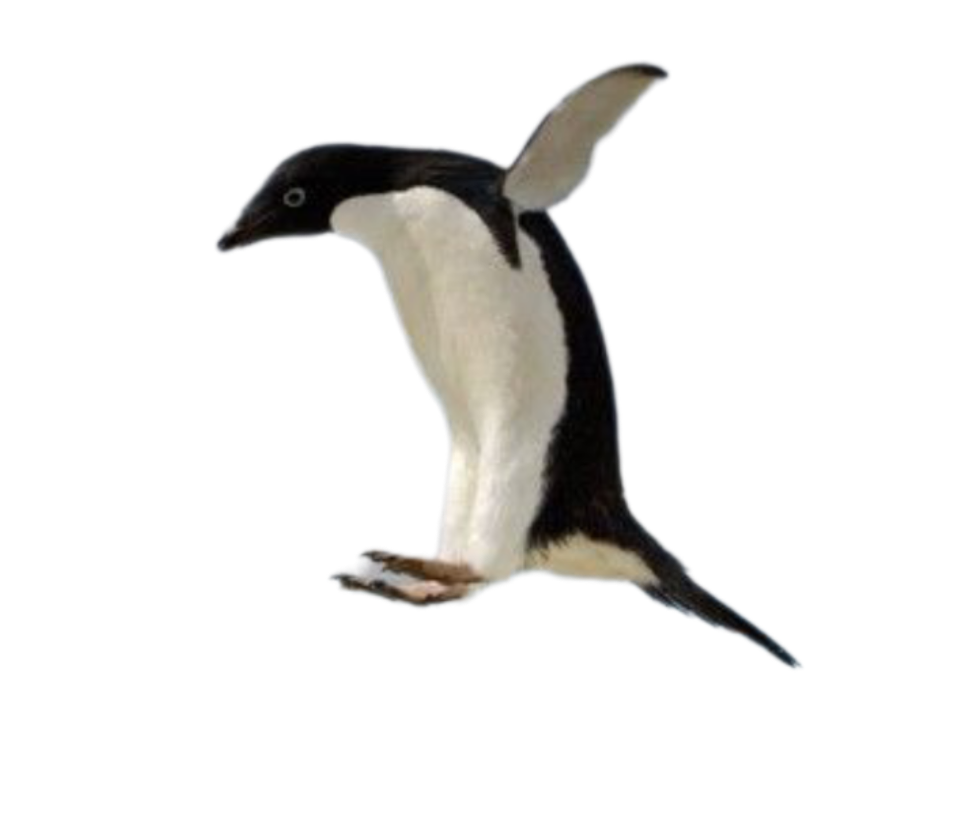 mrpenguin3214's Cover Photo