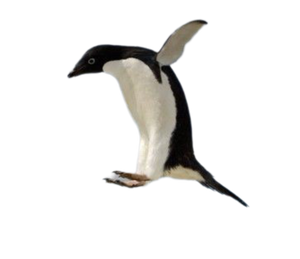 mrpenguin3214's Profile Photo