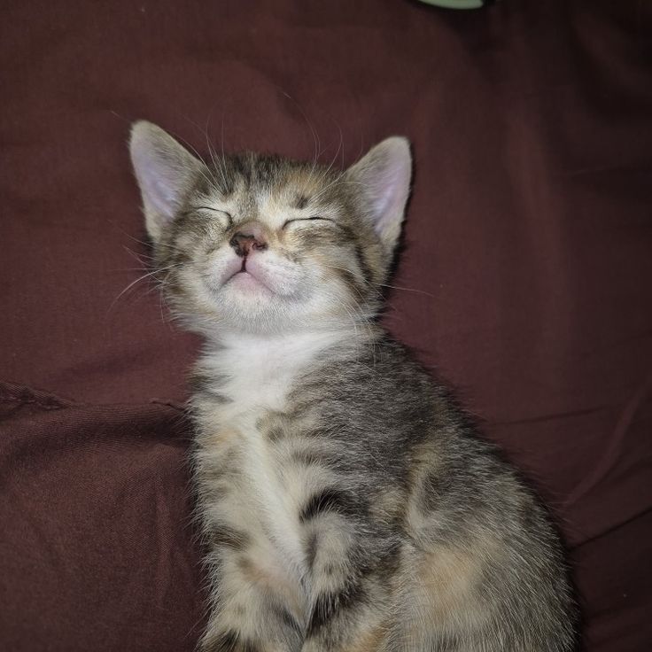 makenhoward's Profile Photo