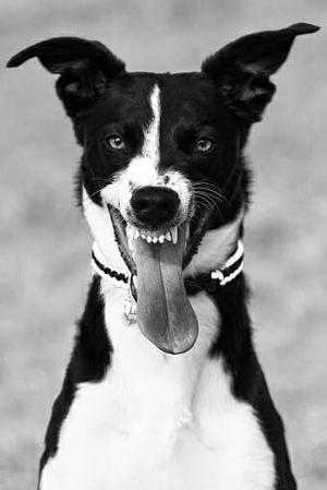 janekmalekjajko's Profile Photo