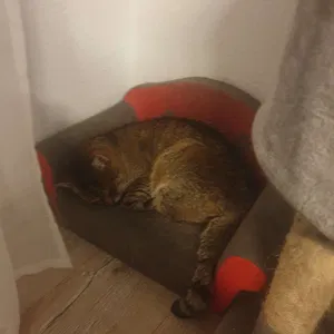 Beasty's Profile Photo