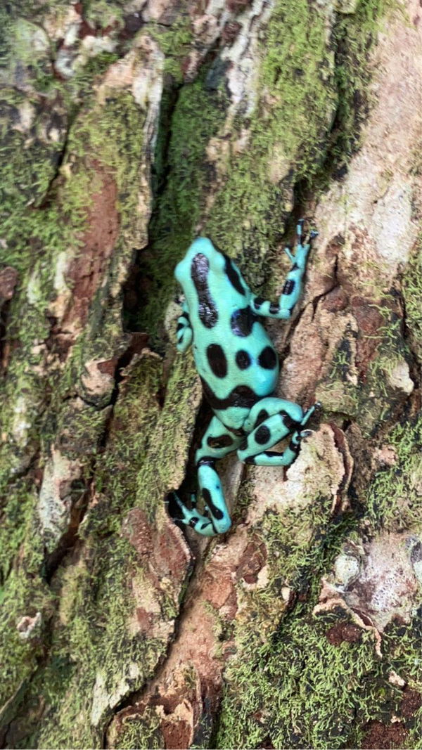 juttenkameron, 18 years old from Australia