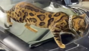 benedictfanclub's Profile Photo