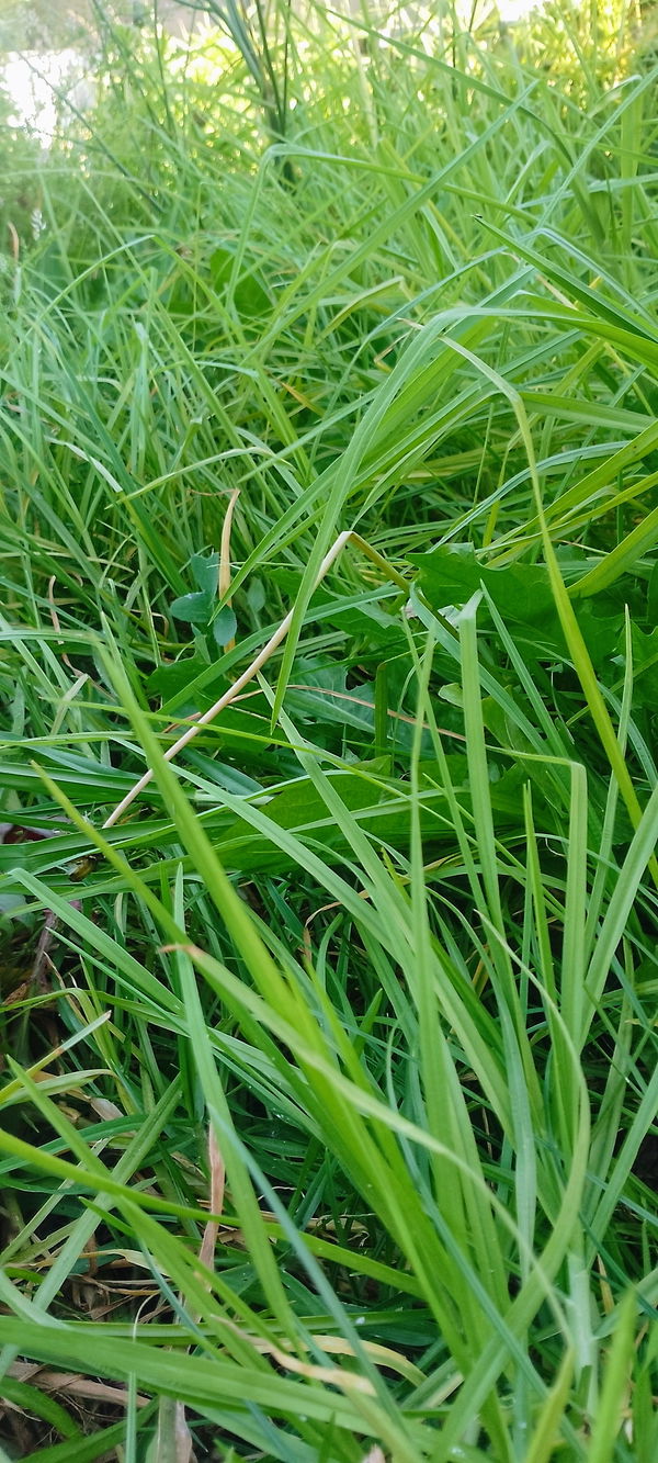 rtoefy300, 50 years old from South Africa