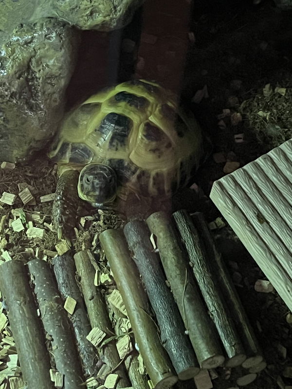 tobyshaw449, 18 years old from Bangladesh