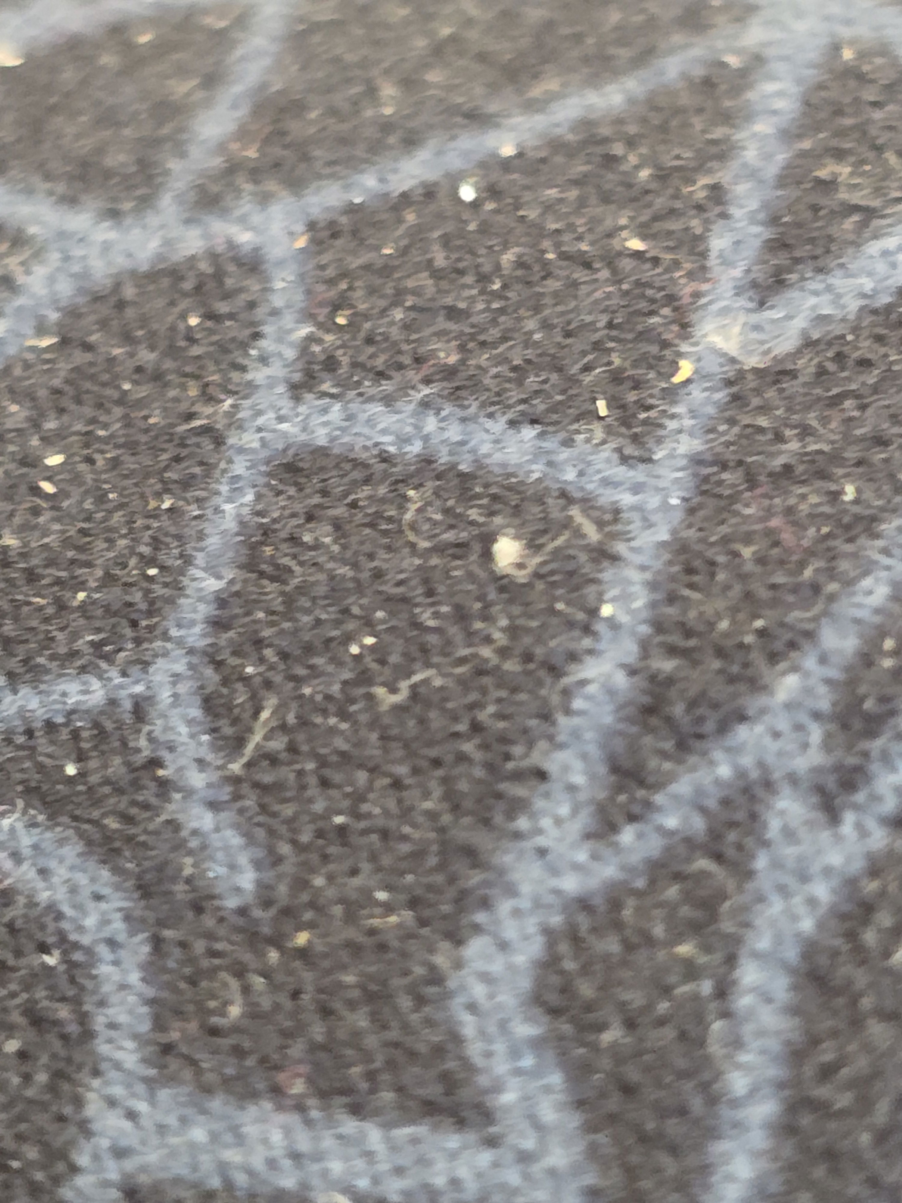 juicywrld6's Cover Photo