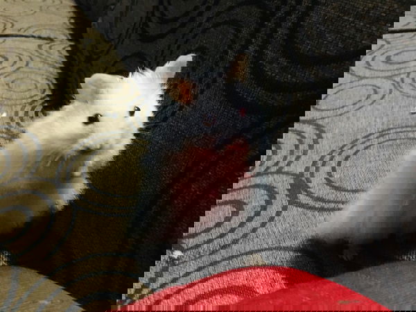 ak9876, 25 years old from Pakistan