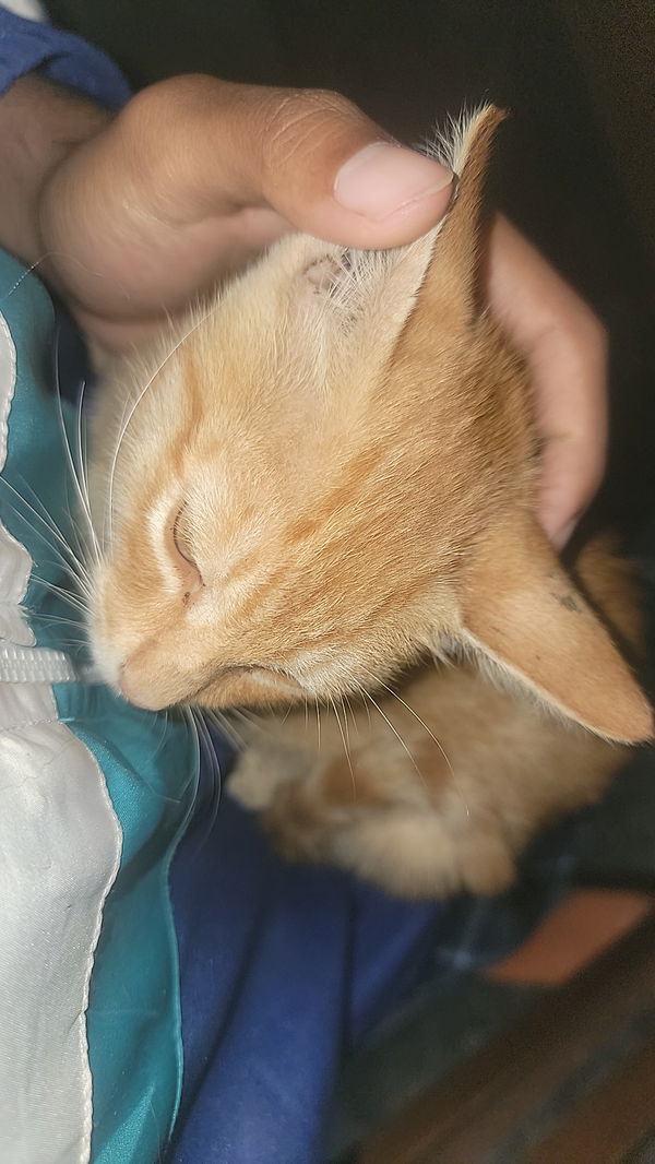 broskin568, 18 years old from India