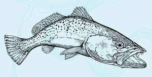 pocknick5's Profile Photo