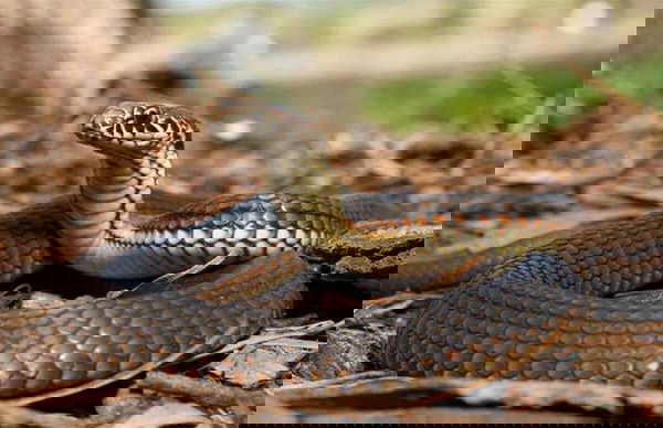 nathasphillipa, 18 years old from United Kingdom