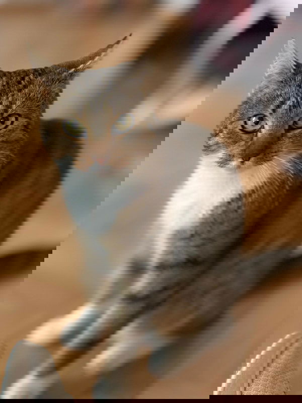 hessalexander223, 25 years old from Germany