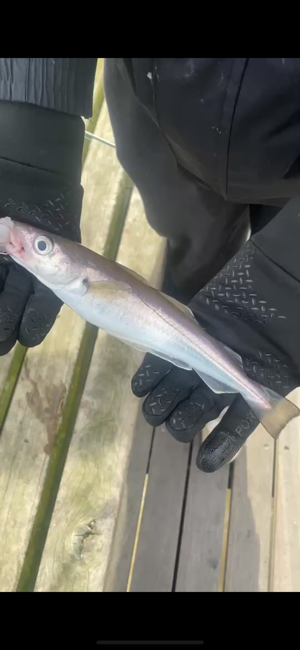 ngwellsy69, 18 years old from United Kingdom