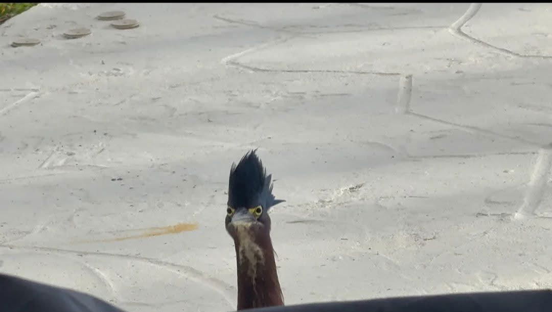 nobgoblinnob's Profile Photo