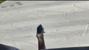 nobgoblinnob's Profile Photo