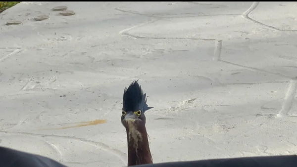 nobgoblinnob, 27 years old from United Kingdom