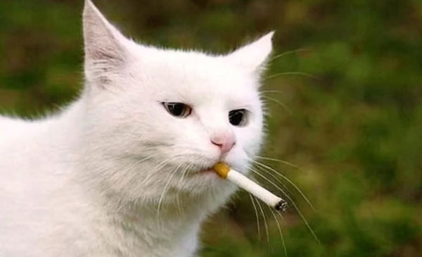 Spicynachoz, 28 years old from Romania