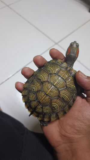 ainichil1995's Profile Photo