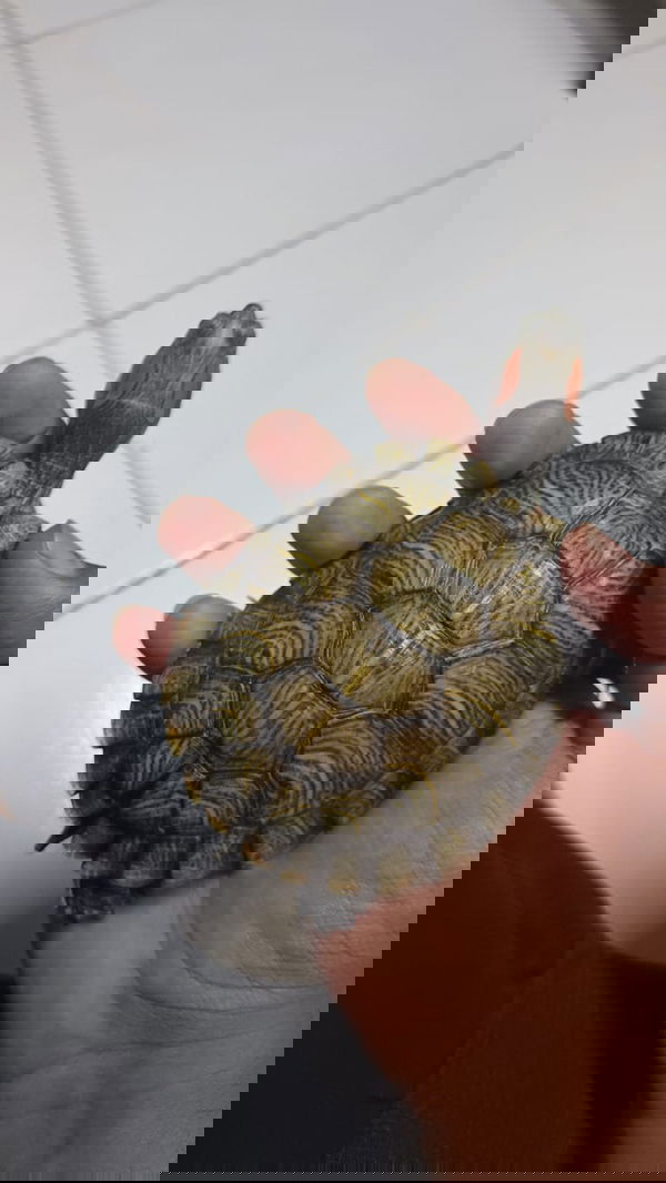 ainichil1995, 24 years old from India