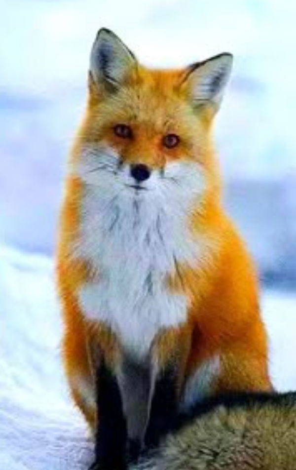 westerr599, 18 years old from Turkey