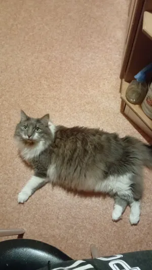 Coolguy16, 18 years old from Latvia