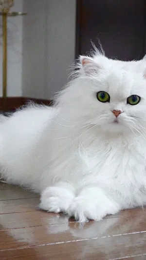 Zali123, 22 years old from United States