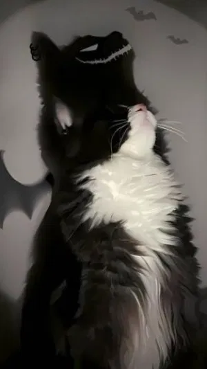 Nickolasbbc11s's Profile Photo