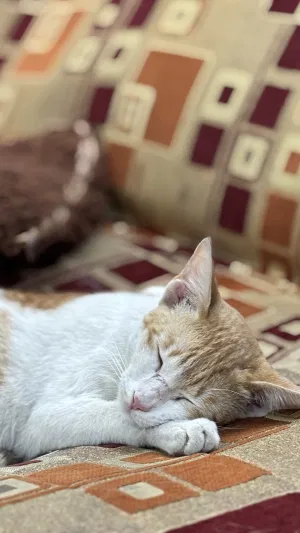 kazz, 25 years old from Saudi Arabia