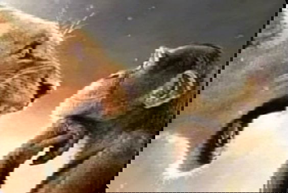 elninao's Profile Photo