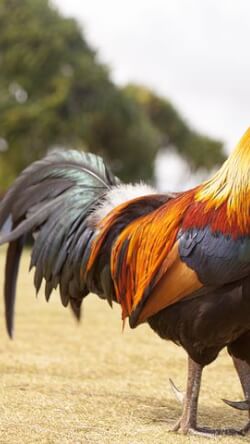 izatxthang, 27 years old from United States