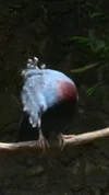johnathanthegoat