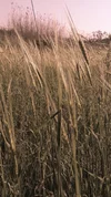 kohnsinger