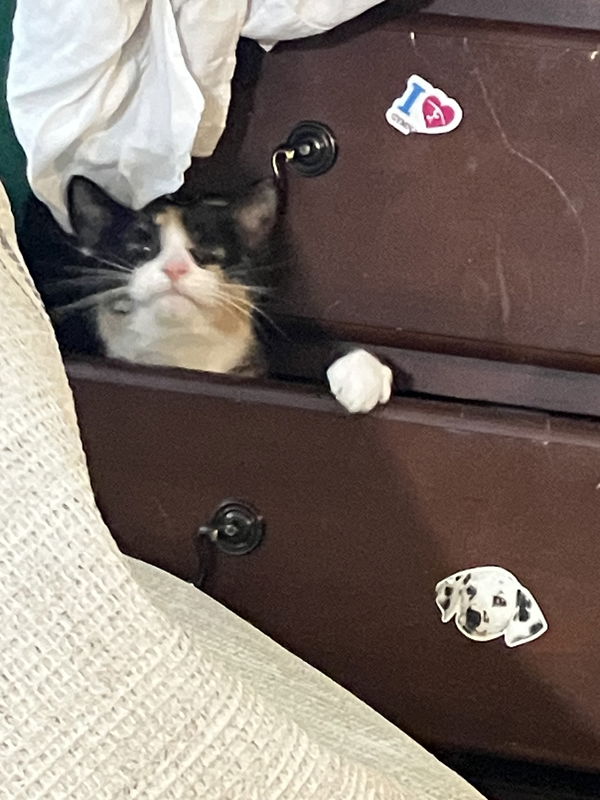 lawbornleader, 18 years old from United States