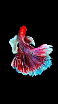 lileylove's Profile Photo