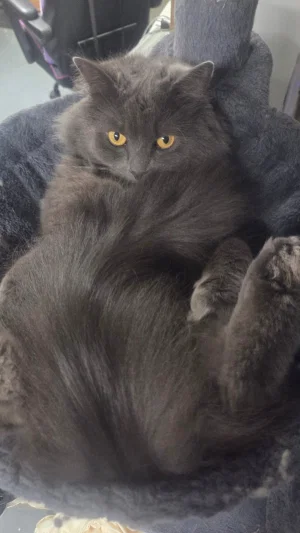 mysteriousbee's Profile Photo