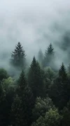 neelnv9