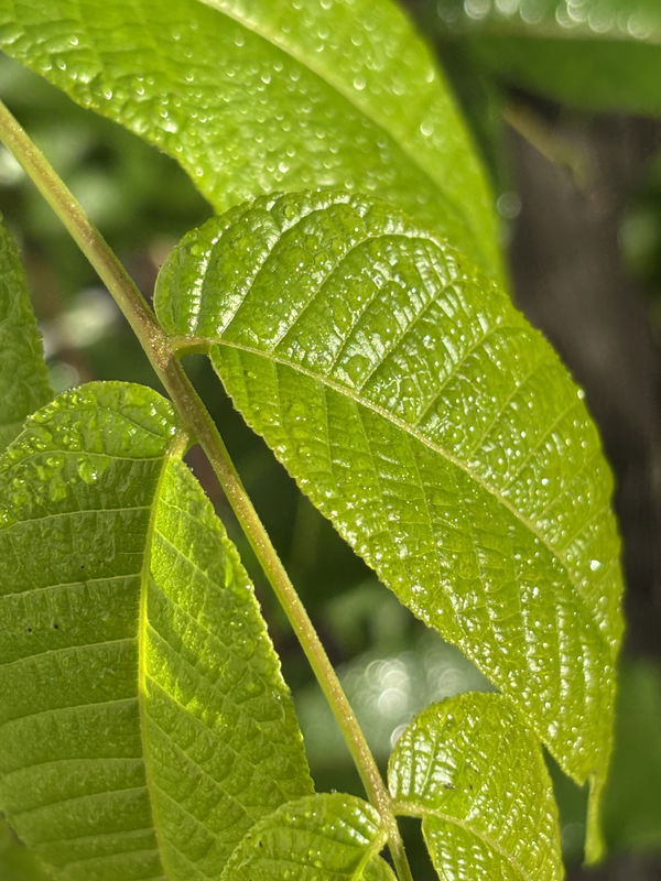 o37919354, 19 years old from United States