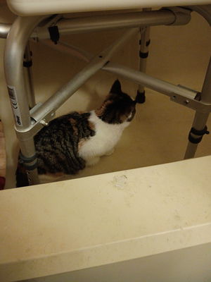 phanom2013's Profile Photo