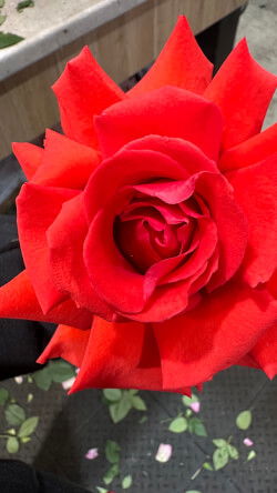 sammy_linda19921992, 31 years old from Australia