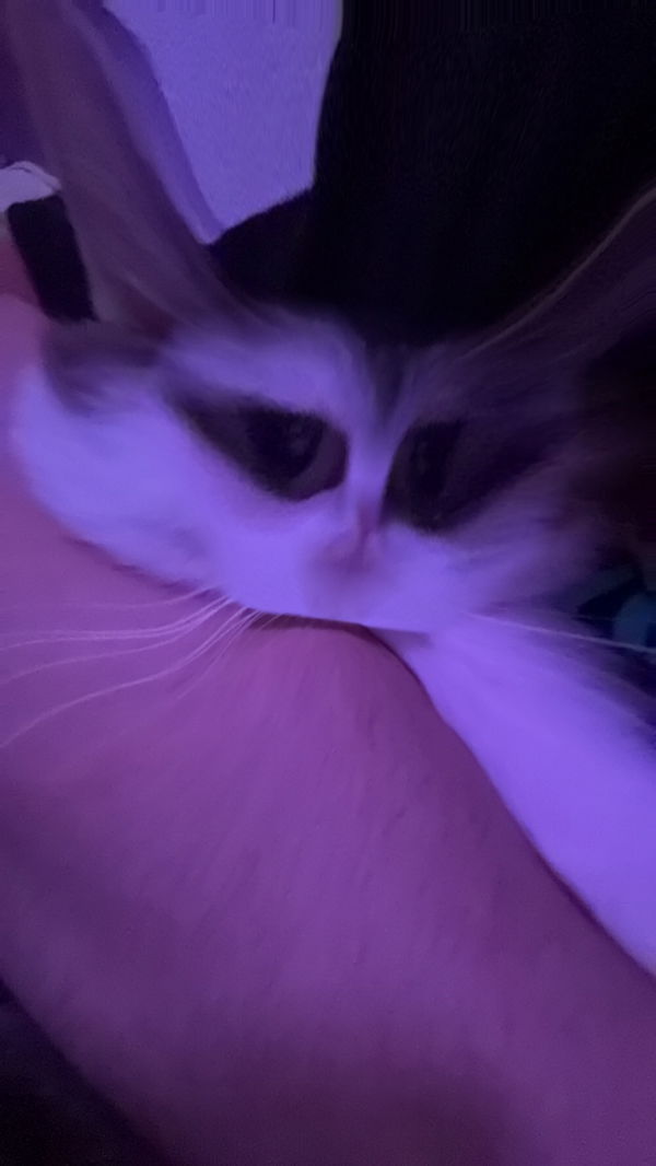 Schlongus, 20 years old from Austria