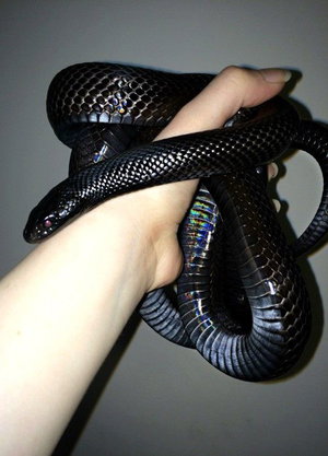 shadowx's Profile Photo