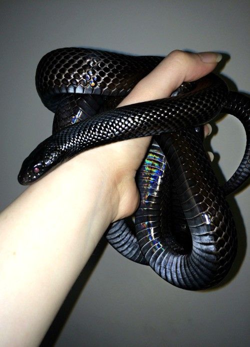 shadowx, 18 years old from United Kingdom