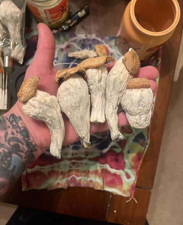 shroomsdmtlsdmdma, 26 years old from United Kingdom
