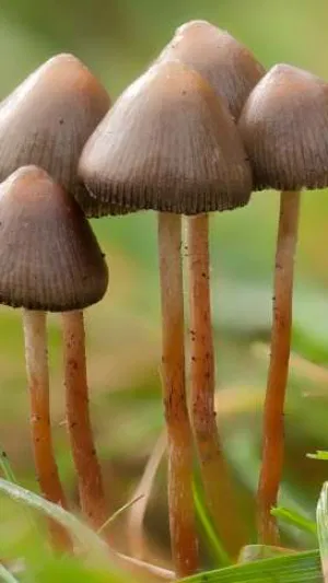 tommydy2k, 50 years old from Ireland