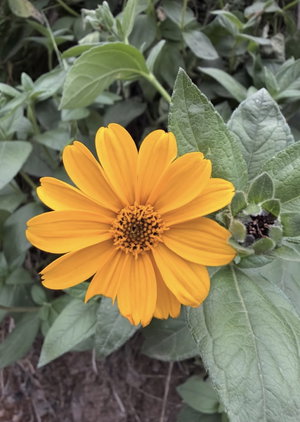 Yellow flower with green leaves in outdoor setting.